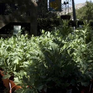 Matilija poppy plants, SBBG Fall Plant Sale, 2010