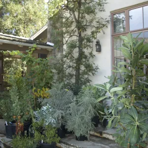 large pots, Library steps, SBBG Fall Plant Sale, 2010