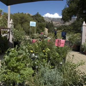 SOLD, plants in the Courtyard, SBBG Fall Plant Sale, 2010