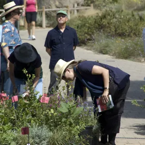 Courtyard, SBBG Fall Plant Sale, 2010