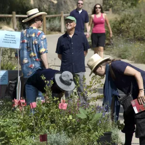 Courtyard, SBBG Fall Plant Sale, 2010