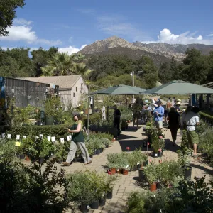Courtyard, Garden Growers Nursery, SBBG Fall Plant Sale, 2010