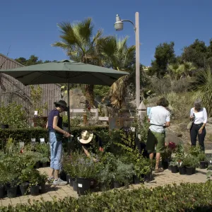 Courtyard, Garden Growers Nursery, SBBG Fall Plant Sale, 2010
