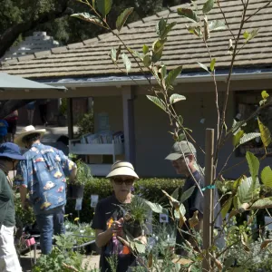 Courtyard, SBBG Fall Plant Sale, 2010