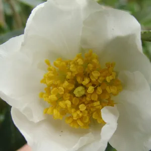 Carpenteria californica flower, Conservation Display Garden, SBBG