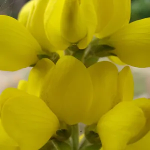 Thermopsis macrophylla flowers, inflorescence, Conservation Display Garden, SBBG
