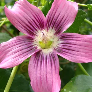 southern island mallow, Lavatera assurgentiflora subsp. glabra, flower, Conservation Display Garden, SBBG