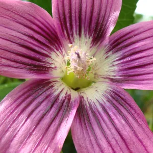 southern island mallow, Lavatera assurgentiflora subsp. glabra, flower, Conservation Display Garden, SBBG