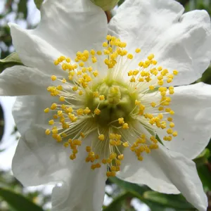 Carpenteria californica flower, Conservation Display Garden, SBBG