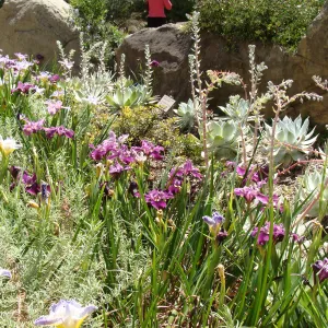 iris Canyon Velvet and Idylwild flower display, Home Demonstration Garden, 2011
