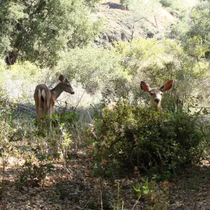 deer, Figueroa Mountain, 2011