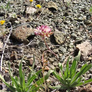 Allium in flower, serpentine outcrop, Figueroa Mountain, 2011