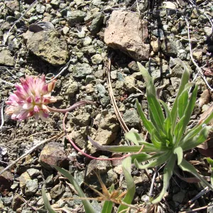 Allium in flower, serpentine outcrop, Figueroa Mountain, 2011
