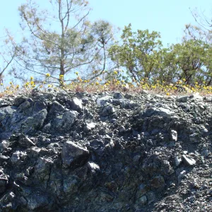 wildflowers on serpentine outcrop, Figueroa Mountain, 2011
