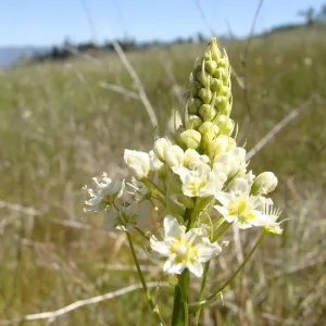 Zigadenus fremontii, grassy meadow, Figueroa Mountain, 2011