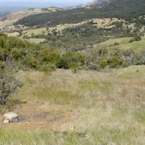 Zigadenus fremontii population, grassy meadow, Figueroa Mountain, 2011