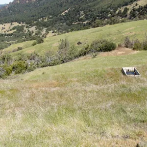 Zigadenus fremontii population, grassy meadow, Figueroa Mountain, 2011