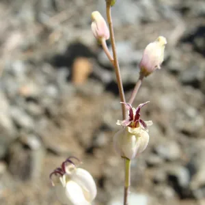 Caulanthus amplexicaulis var. barbarae, Santa Barbara jewelflower, serpentine outcrop, Figueroa Mountain, 2011