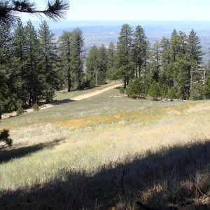 poppies, wildflowers, Figueroa Mountain, 2011