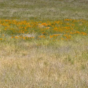 poppies, wildflowers, Figueroa Mountain, 2011