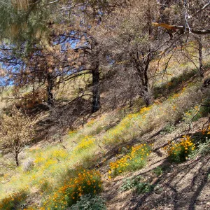 poppies, wildflowers, Figueroa Mountain, 2011