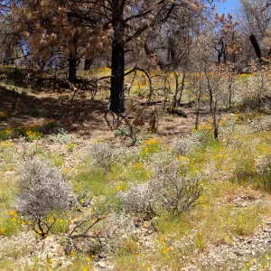 poppies, wildflowers, Figueroa Mountain, 2011