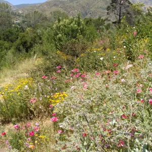 view of Arlington Peak from the Porter Trail, SBBG, wildflowers