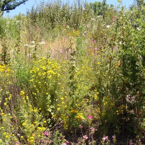 Fremontodendron (Flannel bush) volunteers on the Porter Trail slope, SBBG, after the Jesusita Fire