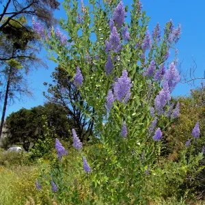 Ceanothus cyaneus in flower on the Porter Trail, volunteer after the Jesusita Fire, SBBG