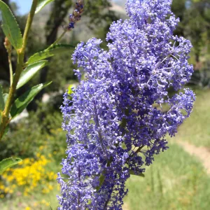 Ceanothus cyaneus in flower on the Porter Trail, volunteer after the Jesusita Fire, SBBG