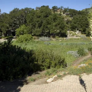 view across the Meadow to the Meadow Oaks and Pond from the parking lot, SBBG, 2 years after the Jesusita Fire