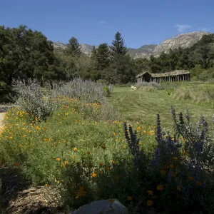 Meadow, Herb Parker exhibit, SBBG, 2 years after the Jesusita Fire