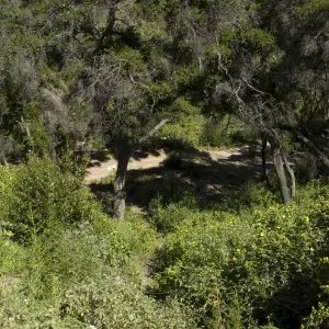 Pritchett Trail, SBBG, 2 years after the Jesusita Fire