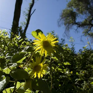 Canyon sunflower, Pritchett Trail slope, SBBG, 2 years after the Jesusita Fire