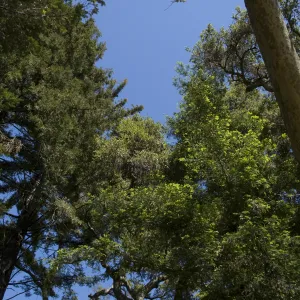 tree canopy, Mission Canyon, SBBG, 2 years after the Jesusita Fire
