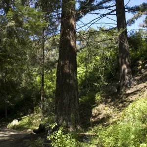 Indian Steps, Redwood Section, SBBG, 2 years after the Jesusita Fire