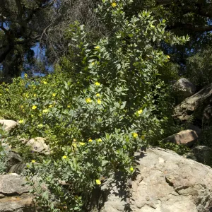 Dendromecon Campbell Trail slope, SBBG, 2 years after the Jesusita Fire