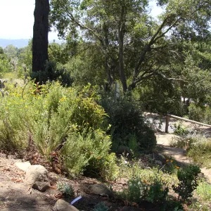 Porter Trail entrance, above Mission Canyon Road, SBBG, 2 years after the Jesusita Fire