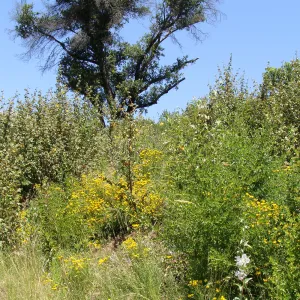 flannel bush volunteers on the Porter Trail slope, SBBG, 2 years after the Jesusita Fire