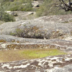 Eriogonum butterworthianum and Pentachaeta exilis subsp. aeolica habitat, Santa Lucia Mountains, SBBG Research and Conservation Department fieldtrip, Fort Hunter Liggett