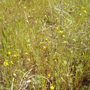 Pentachaeta exilis subsp. aeolica colony, Santa Lucia Mountains, SBBG Research and Conservation staff field trip, Fort Hunter Liggett