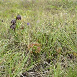coastal bluff, SBBG Research and Conservation Department fieldtrip, California coast, north of Piedras Blancas
