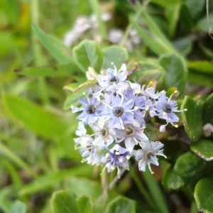 Ceanothus maritimus, SBBG Research and Conservation Department fieldtrip, California coast, north of Piedras Blancas