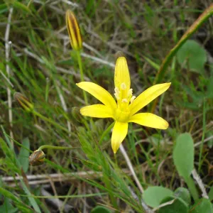 brodiaea, SBBG Research and Conservation Department fieldtrip, California coast, north of Piedras Blancas