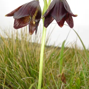 chocollate lily, SBBG Research and Conservation Department fieldtrip, California coast, north of Piedras Blancas