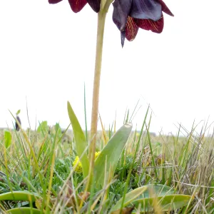 chocollate lily, SBBG Research and Conservation Department fieldtrip, California coast, north of Piedras Blancas
