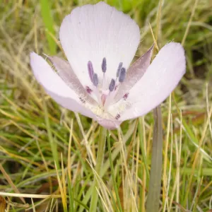 Calochortus flower, SBBG Research and Conservation Department fieldtrip, California coast, north of Piedras Blancas