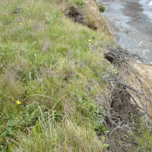 coastal bluff, SBBG Research and Conservation Department fieldtrip, California coast, north of Piedras Blancas