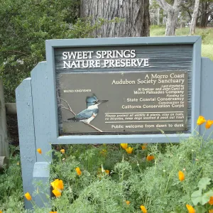 SBBG Research and Conservation Department fieldtrip, Sweet Springs Nature Preserve, Arenaria paludicola recovery population