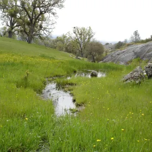 spring, Wagon Caves rock shelter, Fort Hunter Liggett, SBBG Research and Conservation staff field trip, 2006